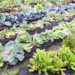 Photo by Kelly Sullivan/ Peninsula Clarion Glenn Sackett, owner of Sackett Family Farms' Organic Produce located in Sterling, grows a variety of cabbages, shrubs and trees in a garden, Friday, September 12, 2014 in Sterling, Alaska. He said he will try overwintering some of his outdoor produce.