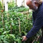 Photo by Kelly Sullivan/ Peninsula Clarion Glenn Sackett, owner of Sackett Family Farms' Organic Produce located in Sterling, grows a variety of hot and sweet pepper in his greenhouses, Friday, September 12, 2014 in Sterling, Alaska. He said he will be harvesting his vegetables until the end of November.