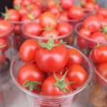 Photo by Kelly Sullivan/ Peninsula Clarion Glenn Sackett, owner of Sackett Family Farms' Organic Produce located in Sterling, has 800 tomato plants he is in the process of harvesting, Friday, September 12, 2014 in Sterling, Alaska.