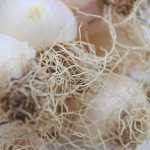 Photo by Kelly Sullivan/ Peninsula Clarion Attendees were able to pick their own onions and garlic or purchase pre-picked produce at the O'Brien's apple tasting, Sunday, September 14, 2014 in at O'Brien Garden and Trees in Nikiski, Alaska.