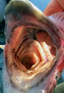 Photo by Rashah McChesney/Peninsula Clarion  Molly Dischner, of Anchorage, shows off a freshly caught coho salmon September 1, 2014 on the Kenai River.