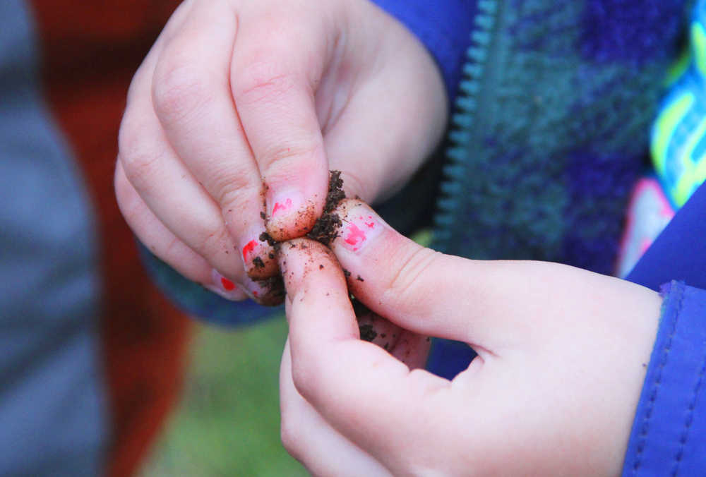 Photo by Kelly Sullivan/ Peninsula Clarion The students of Sara Boersma and Robyn Zinszer at the Kaleidoscope School of Arts and Science were encourage to use their senses, including touch, on a walk on the Shqui Tsatnu Creek Trails, Wednesday, September 17, 2014 in Kenai, Alaska.