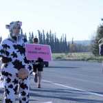 Lanie Hughes, dressed as a cow, and Dawn Murray, dressed as a pirate, hold up signs encouraging runners in the Kenai River Marathon on Sunday on Bridge Access Road in Kenai. Photo by Kaylee Osowski/Peninsula Clarion