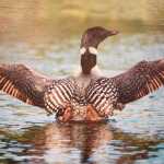 Photo by Kelly Sullivan/ Peninsula ClarionThis image taken by Tom Collopy is a piece in Alaska's Voices of the Wilderness travelling art show, and part of the Kenai Wildlife Refuge's yearlong celebration of the 50th Anniversary of the Wilderness Act, Friday, October 3, 2014, at the Kenai Visitor and Cultural Center in Kenai, Alaska.