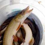 Photo by Rashah McChesney/Peninsula Clarion  A northern pike dies inside of a bucket as Fish and Game staff net the dead and dying fish out of East Mackey Lake during a poisonous rotentone treatment designed to clear the lake of invasive species on October 8, 2014 in Soldotna, Alaska.