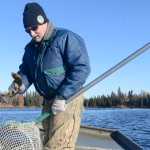 Photo by Rashah McChesney/Peninsula Clarion  Alaska Department of Fish and Game Area Management Biologist Robert Begich nets a dead northern pike out of East Mackey Lake on Wednesday October 8, 2014 in Soldotna, Alaska.