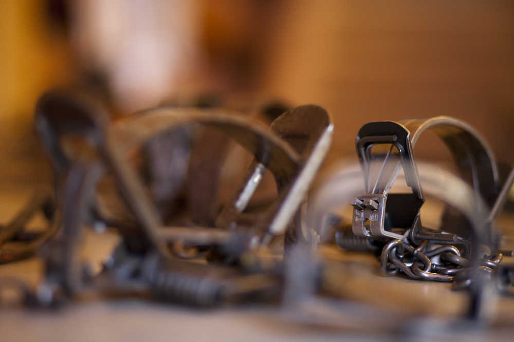 Photo by Rashah McChesney/Peninsula Clarion  Several types of traps were laid out on a table during a class for people seeking trapping permits on the Kenai National Wildlife Refuge on Saturday October 25, 2014 in Soldotna, Alaska.