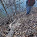 Photo by Rashah McChesney/Peninsula Clarion  Nels Anderson stands on his property on the bank of the Kenai River where  beaver has recently taken up residents, November 8, 2014 in Soldotna, Alaska. The beaver has destroyed several trees on his property and a neighboring property in the process of building a dam between the two. Anderson said he plans to have a trapper take care of the problem.
