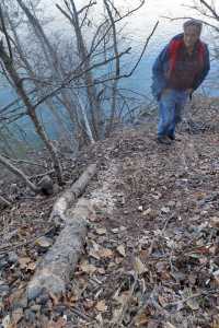 Photo by Rashah McChesney/Peninsula Clarion  Nels Anderson stands on his property on the bank of the Kenai River where  beaver has recently taken up residents, November 8, 2014 in Soldotna, Alaska. The beaver has destroyed several trees on his property and a neighboring property in the process of building a dam between the two. Anderson said he plans to have a trapper take care of the problem.