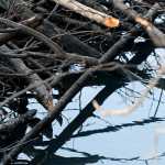 Photo by Rashah McChesney/Peninsula Clarion  A beaver dam on the lower Kenai River has caused a headache for Nels Anderson and a neighbor whose trees along the river bank have been chewed down.