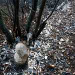 Photo by Rashah McChesney/Peninsula Clarion  A trail of woodchips leads away from a tree felled by a beaver on Nels Anderson's property in Soldotna, Alaska.