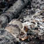 Eager beavers burden 'burbs