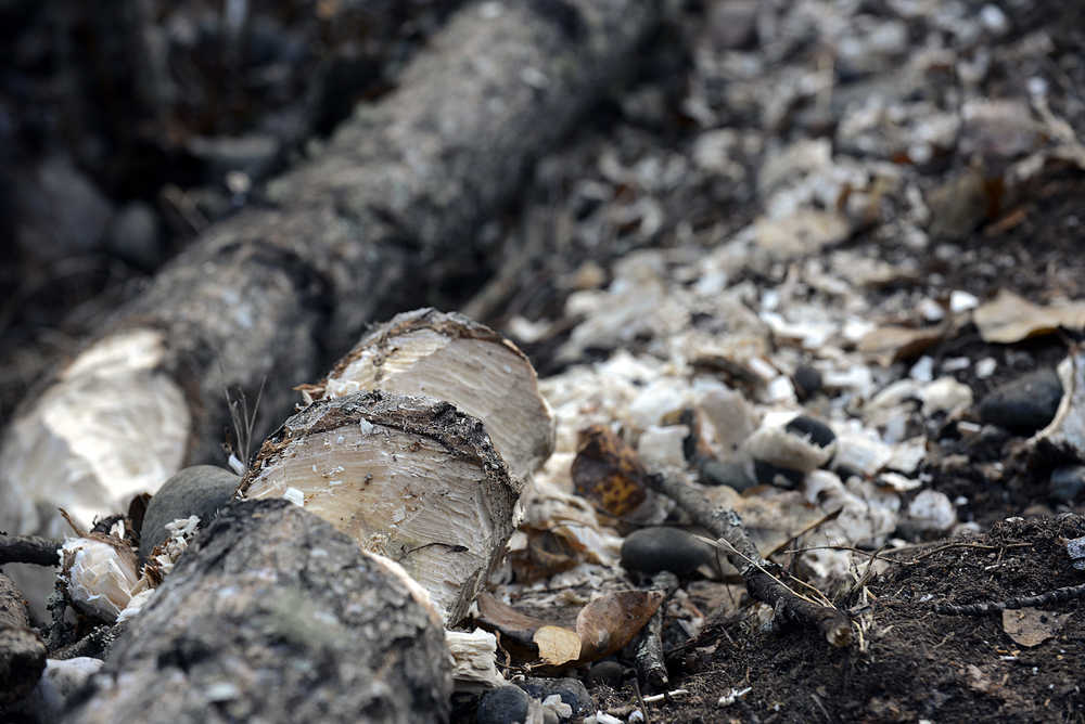 Eager beavers burden 'burbs