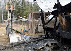 Photo by Dan Balmer/Peninsula Clarion A fire destroyed a trailer home on Rustic Avenue in Soldotna Saturday. The fire is believed to have started in a chicken coop attached to the back of the home. A heating lamp was knocked on a pile of straw and the home was fully engulfed in flames when firefighters arrived.