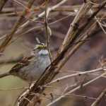 This White-throated Sparrow was found in Seward this November, far north of their wintering grounds in the Lower 48. (Photo by Luke DeCicco)
