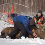 ADFG Fish and Game biologist Thomas McDonough and physiologist John Crouse attach a radio collar to a moose in March 2012.