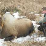 ADGG Fish and Game biologist Thomas McDonough with a collared moose in March 2014.