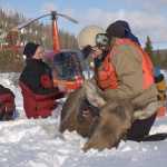 ADFG Fish and Game biologist Thomas McDonough and Jeff Selinger prepare to collar a tranquilized moose in February 2012