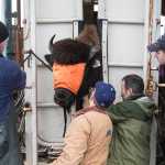 Kenai Peninsula 4-Hers help with the wood bison roundup at the Alaska Wildlife Conservation Center in Portage.