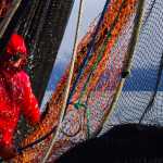 Gregory Bosick helps haul in a purse seine on the Sea Prince January 11, 2015, while fishing for pollock in Kachemak Bay as part of an experimental fishery.
