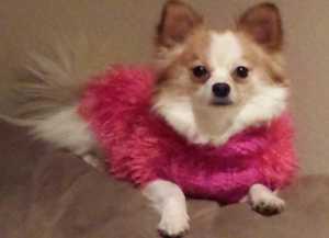Carey Foster shared this photo of Chloe, a Pom-Chi that's "pretty in pink." Chloe is owned by Carey's mother, Sandy Matranga of Soldotna.