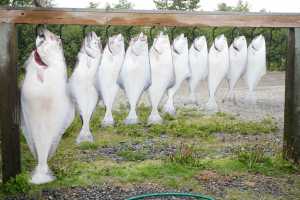 Photo by Rashah McChesney/Peninsula Clarion  In this July 2, 2013 file photo - halibut of all sizes are lined up after a trip with Alaska Gulf Coast Expeditions in the Cook Inlet. The International Pacific Halibut Commission voted Friday to increase Alaska's total catch allowance for the first time in a decade.