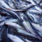 Two fishermen are participating in an experimental pollock fishery in Kachemak Bay this winter. Through January 15, they had caught 15,250 pounds of pollock in eight trips, with an average weight of 1.4 pounds per fish.