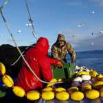 Gregory Bosick and Derek Ball load pollock into fish totes after hauling in a tow onboard the Sea Prince January 11, 2015 as part of an experimental seine fishery.