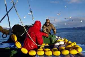 Gregory Bosick and Derek Ball load pollock into fish totes after hauling in a tow onboard the Sea Prince January 11, 2015 as part of an experimental seine fishery.