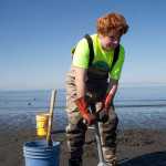 Photo by Rashah McChesney/Peninsula Clarion  Photo by Rashah McChesney/Peninsula Clarion   In this May 17, 2014 file photo Ted Nichols, 12,  of Chugiak, digs for razor clams at Whiskey Gulch. The Alaska Department of Fish and Game has closed the beaches on the east side of the Cook Inlet to clamming after data indicated a nearly 80 percent drop in the average population estimates.