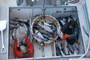 In this July 16, 2012 file photo, commercial fishermen offload the day's catch of salmon from the Inlet Raider. The Alaska Department of Fish and Game has predicted a harvest of about 3.7 million sockeye salmon during the 2015 fishing season.