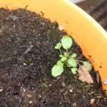Photo by Kelly Sullivan/ Peninsula Clarion Lark Ticen holds an automatic vent opener, which she will eventually install in the roof of her Arctic Dome, Monday, March 16, 2015, in Kenai Alaska.