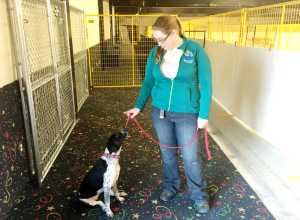 Photo By Ian Foley/Peninsula Clarion Tera Cunningham trains a dog at Blue Moose Bed and Biscuit on Monday, March 16 in Soldotna.