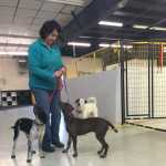 Photo By Ian Foley/Peninsula Clarion Ellen Adlam takes several dogs out to play at Blue Moose Bed and Biscuit on Monday, March 16 in Soldotna.