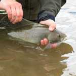 A mountain bike can take an angler to some great backcountry fishing on the Kenai Peninsula, such as grayling on Crescent Lake. (Photo courtesy Dave Atcheson)
