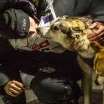 Dallas Seavey, the 2015 Iditarod Trail Sled Dog Race champion poses with his lead dogs Hero, left, and Reef in Nome, Alaska on Wednesday, March 18, 2015.   Seavey won his third Iditarod in the last four years, beating his father, Mitch, to the finish line after racing 1,000 miles across Alaska. (AP Photo/Alaska Dispatch News, Loren Holmes)