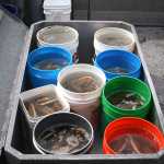 Photo contributed by J&J Smart Charters The haul from a 2013 clamming trip on the west side of Cook Inlet.