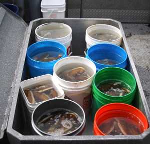 Photo contributed by J&J Smart Charters The haul from a 2013 clamming trip on the west side of Cook Inlet.