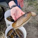 Photo contributed by J&J Smart Charters  Charter and commercial operators say the clams harvested on the west side of the Cook Inlet tend to be larger than the ones found on the east side beaches. Here, a clam from a May 17, 2014 trip with J&J Smart Charters operating out of Ninilchik, Alaska.