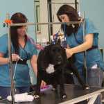 New "Doggy Styles" pet grooming opens in Soldotna