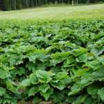 Photo courtesy of Renae Wall Renae and Robert Wall started their business, Wilderness View Farms two years ago.