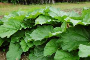 Photo courtesy of Renae Wall Renae and Robert Wall started their business, Wilderness View Farms two years ago.