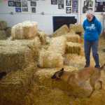 Dogs and handlers participate in barn hunt