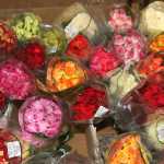 226 years of Rotary roses