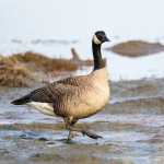 Contributed photo by Alaska Bob/Photography on the Kenai  A Canada Goose steps through the mud on the Kenai River flats on Friday April 24, 2015 in Kenai, Alaska. The annual bird migrations have brought birders out to the flats and other bird viewing areas on the Kenai Peninsula.