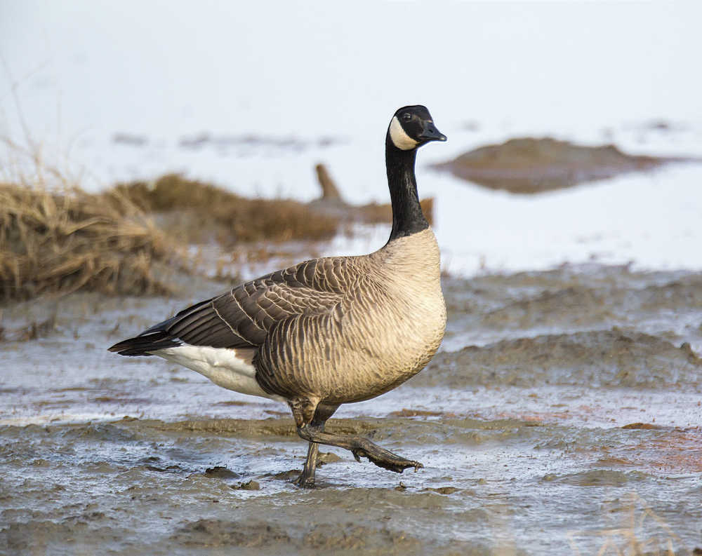 Contributed photo by Alaska Bob/Photography on the Kenai  A Canada Goose steps through the mud on the Kenai River flats on Friday April 24, 2015 in Kenai, Alaska. The annual bird migrations have brought birders out to the flats and other bird viewing areas on the Kenai Peninsula.