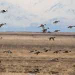 Contributed photo by Alaska Bob/Photography on the Kenai  Northern pintails take flight over the Kenai River flats on Friday April 24, 2015 in Kenai, Alaska. The annual bird migrations have brought birders out to the flats and other bird viewing areas on the Kenai Peninsula.