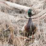 Contributed photo by Alaska Bob/Photography on the Kenai  Mallard ducks settle in the grass on April 14, 2015 near Kenai, Alaska.