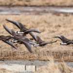 Contributed photo by Alaska Bob/Photography on the Kenai White-fronted geese fly over the Kenai Flats on Friday April 24, 2015 in Kenai, Alaska.