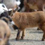 Photo by Kelly Sullivan/ Peninsula Clarion Julie Wendt reaches for her son Silas Wendt who was overrun by hungry goats during feeding time Monday, April 27, 2015, at Karluk Acres in Kenai, Alaska.